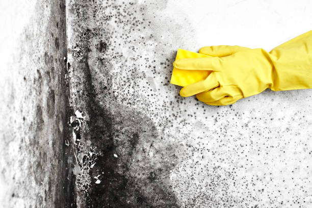 Best Certified Mold Removal  in Gloverville, SC
