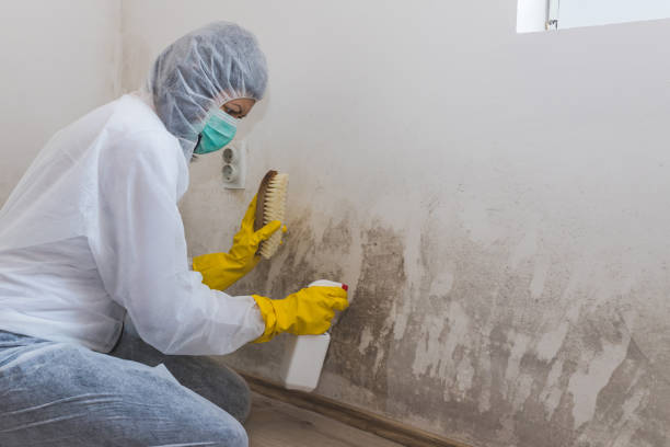 Best Commercial Mold Removal  in Gloverville, SC