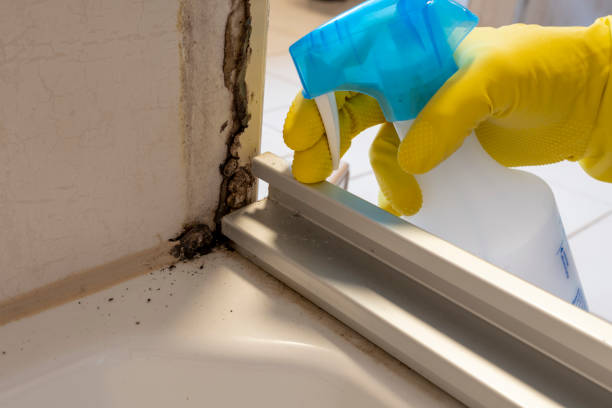 Best Office Mold Removal Services  in Gloverville, SC