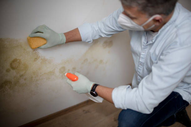 Mold Removal and Inspection in Gloverville, SC