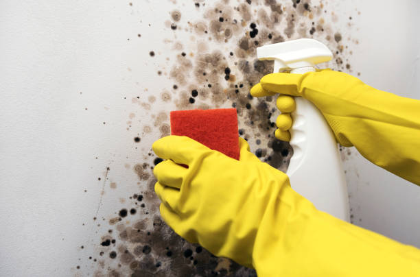 Best Professional Mold Removal  in Gloverville, SC