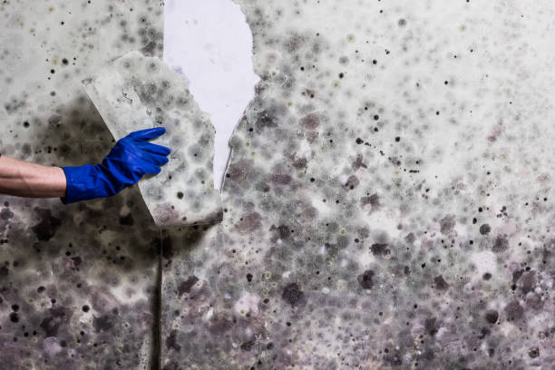 Best Mold Inspection  in Gloverville, SC