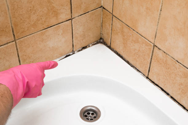 Trusted Gloverville, SC Mold Removal Experts