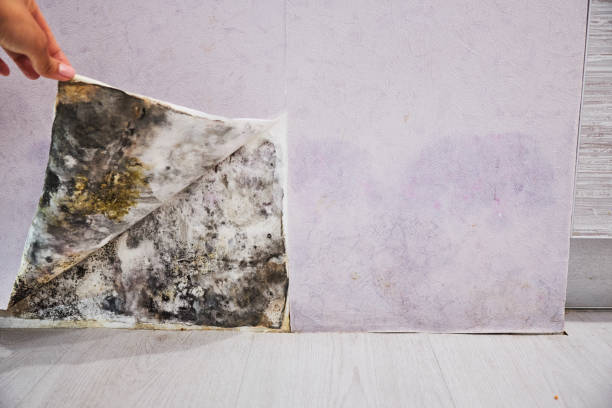 Best Office Mold Removal Services  in Gloverville, SC